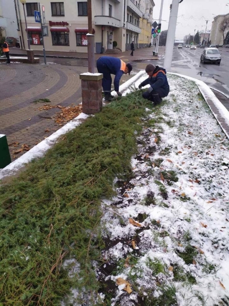 Брестские улицы украшают еловыми и сосновыми ветвями Брестские улицы украшают еловыми и сосновыми ветвями