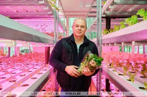 Травка с прилавка: Как выращивают микрозелень в Брестской области