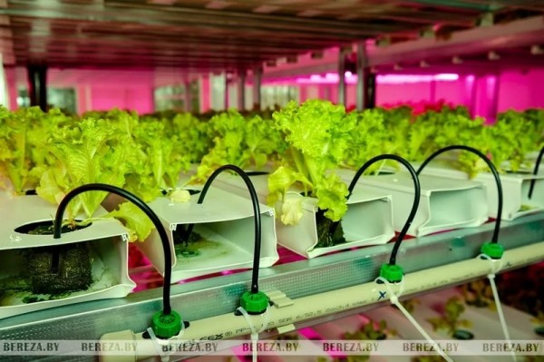 Травка с прилавка: Как выращивают микрозелень в Брестской области