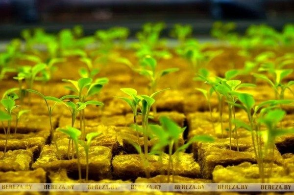 Травка с прилавка: Как выращивают микрозелень в Брестской области