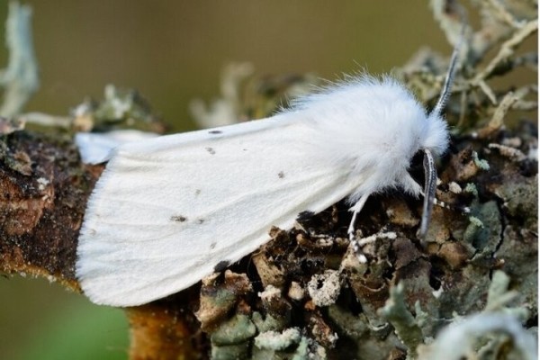 «Эта бабочка пугает людей». Энтомолог о новом вредителе в Гомельской и Брестской областях «Эта бабочка пугает людей». Энтомолог о новом вредителе в Гомельской и Брестской областях