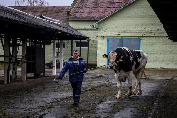 Брестская область за прошлый год увеличила производство молока на 85,4 тысячи тонн Брестская область за прошлый год увеличила производство молока на 85,4 тысячи тонн
