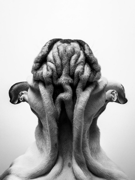 Опубликованы лучшие фото Dog Photography Awards 2022 Опубликованы лучшие фото Dog Photography Awards 2022