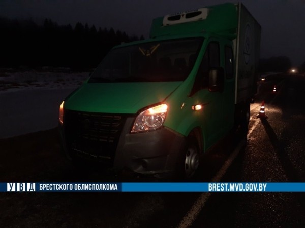 В Брестской области на дороге погибла косуля В Брестской области на дороге погибла косуля