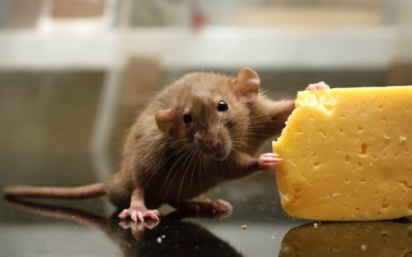 Найден ответ на вопрос, действительно ли мыши любят сыр