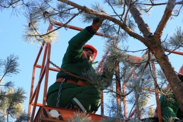 Почти 14 тонн шишек сосны и ели собрали в Беловежской пуще. Для чего? Почти 14 тонн шишек сосны и ели собрали в Беловежской пуще. Для чего?