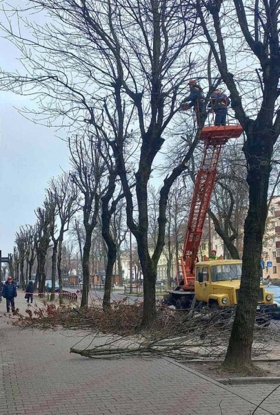 В Бресте проводят плановую обрезку деревьев для их роста, развития и поддержания формы кроны В Бресте проводят плановую обрезку деревьев для их роста, развития и поддержания формы кроны