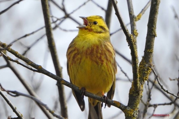 Юла и овсянка — смотрите, какие красивые птицы обитают в лесах Кобринского района