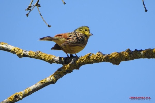 Юла и овсянка — смотрите, какие красивые птицы обитают в лесах Кобринского района