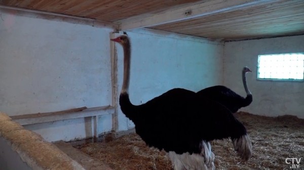 Африканские страусы нашли райское место на Брестчине. Как разводят экзотических птиц Африканские страусы нашли райское место на Брестчине. Как разводят экзотических птиц