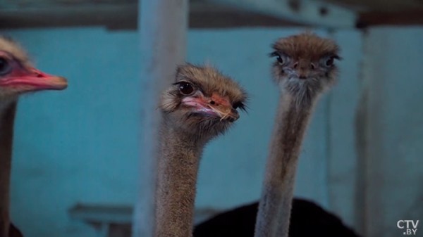 Африканские страусы нашли райское место на Брестчине. Как разводят экзотических птиц Африканские страусы нашли райское место на Брестчине. Как разводят экзотических птиц