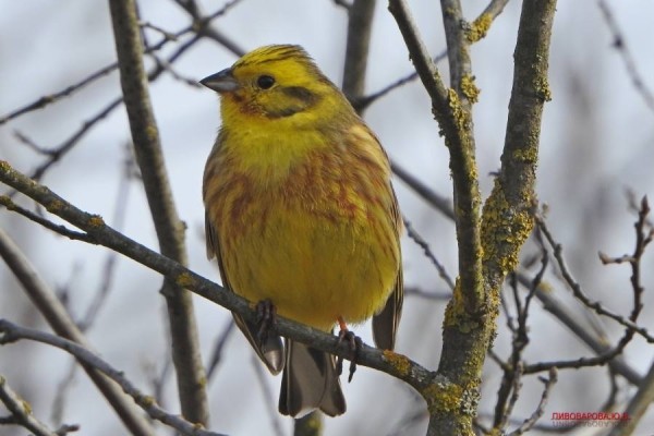Юла и овсянка — смотрите, какие красивые птицы обитают в лесах Кобринского района