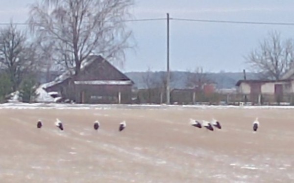 В Брестской области увидели первых аистов: они вернулись очень рано