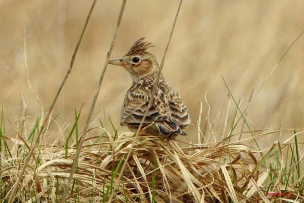 Юла и овсянка — смотрите, какие красивые птицы обитают в лесах Кобринского района
