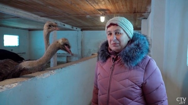 Африканские страусы нашли райское место на Брестчине. Как разводят экзотических птиц Африканские страусы нашли райское место на Брестчине. Как разводят экзотических птиц
