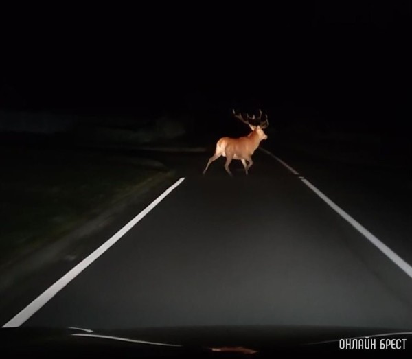 Больше трех тысяч за год: какие животные гибли на трассах в 2022-м