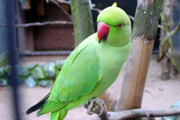 В Индии попугай раскрыл дело об убийстве В Индии попугай раскрыл дело об убийстве