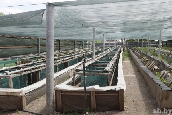 Фотофакт. Как в Беларуси семья выращивает улиток Фотофакт. Как в Беларуси семья выращивает улиток