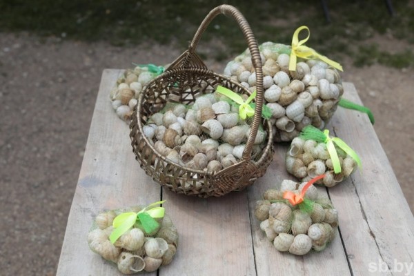 Фотофакт. Как в Беларуси семья выращивает улиток Фотофакт. Как в Беларуси семья выращивает улиток