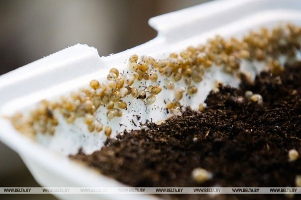 Устроить гонки и попробовать деликатесы предлагают туристам на улиточной ферме в Брестском районе