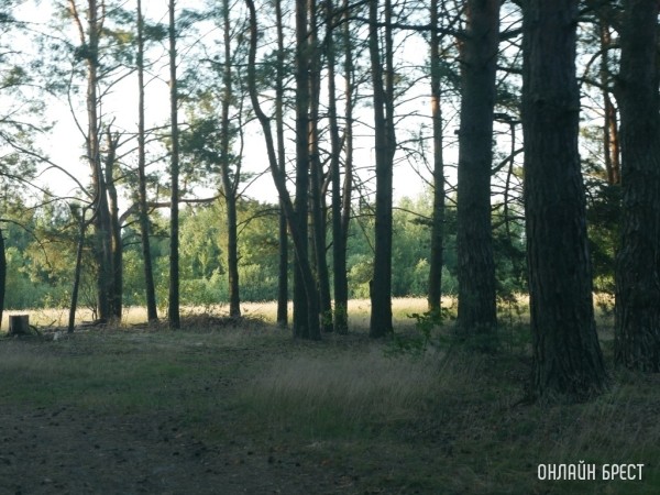 Минлесхоз рассказал, можно ли проехать через лес на рыбалку во время запрета на посещение лесов Минлесхоз рассказал, можно ли проехать через лес на рыбалку во время запрета на посещение лесов