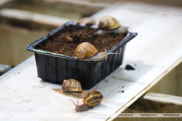 Устроить гонки и попробовать деликатесы предлагают туристам на улиточной ферме в Брестском районе