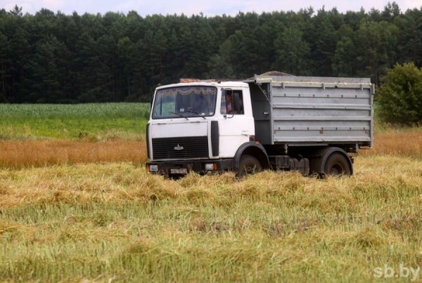 Посмотрели, как возле Бреста убирают озимый рапс