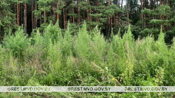 В Ивановском районе уничтожено около 500 килограмм дикорастущей конопли В Ивановском районе уничтожено около 500 килограмм дикорастущей конопли