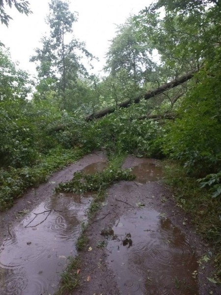 В МЧС рассказали, что натворила непогода в Брестской области