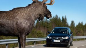 
												Один человек погиб и трое госпитализировано после ДТП с лосем в Добрушском районе
											