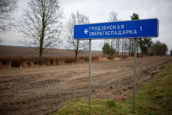 От испуга до «уголовки». Разбираемся, накажут ли водителя, если он сбил животное в зоне действия особого знака
