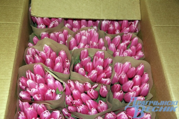 Житель Брестской области рассказал секреты выращивания тюльпанов Житель Брестской области рассказал секреты выращивания тюльпанов