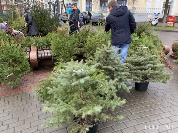 Елочные базары в Брестской области откроются 17 декабря. Где купить