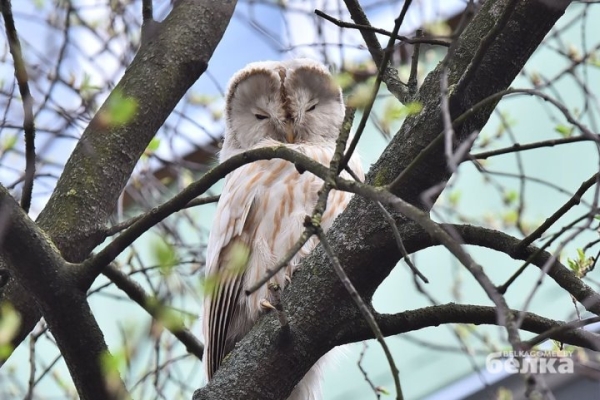 Почти сенсация. В Гомеле замечена сова из Красной книги Почти сенсация. В Гомеле замечена сова из Красной книги