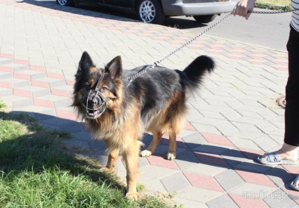 Коммунальные службы напоминают о штрафах за незарегистрированных домашних животных