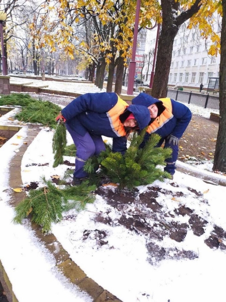 Брестские улицы украшают еловыми и сосновыми ветвями Брестские улицы украшают еловыми и сосновыми ветвями