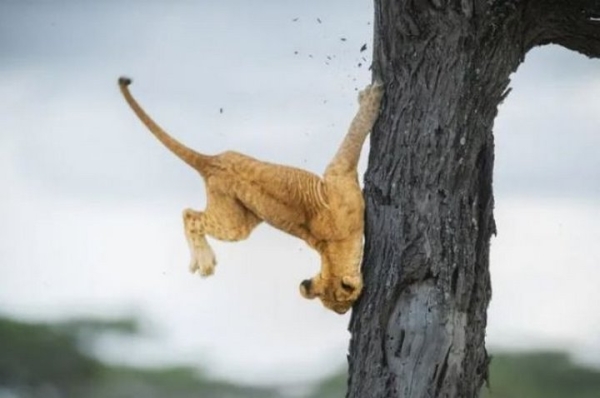 Какие фотографии животных признаны лучшими в 2022 году?