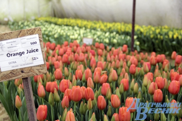 Житель Брестской области рассказал секреты выращивания тюльпанов Житель Брестской области рассказал секреты выращивания тюльпанов