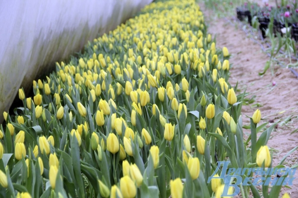 Житель Брестской области рассказал секреты выращивания тюльпанов Житель Брестской области рассказал секреты выращивания тюльпанов